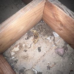 Attic Clean up& Insulation removal