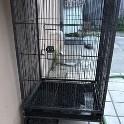 Bird Cage 