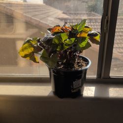 Syngonium Maria Allusion 