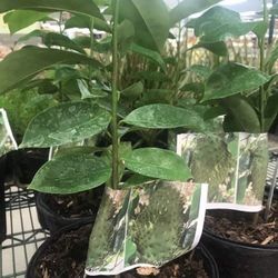 Soursop Graviola Guanabana Annona Muricata 1 Gallon Seedling Plant Tree Fully Grown