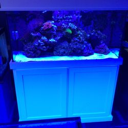 Aquarium-90 Gallons Reef 