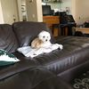 Kelsey