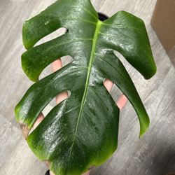 Monstera Albo Cutting 
