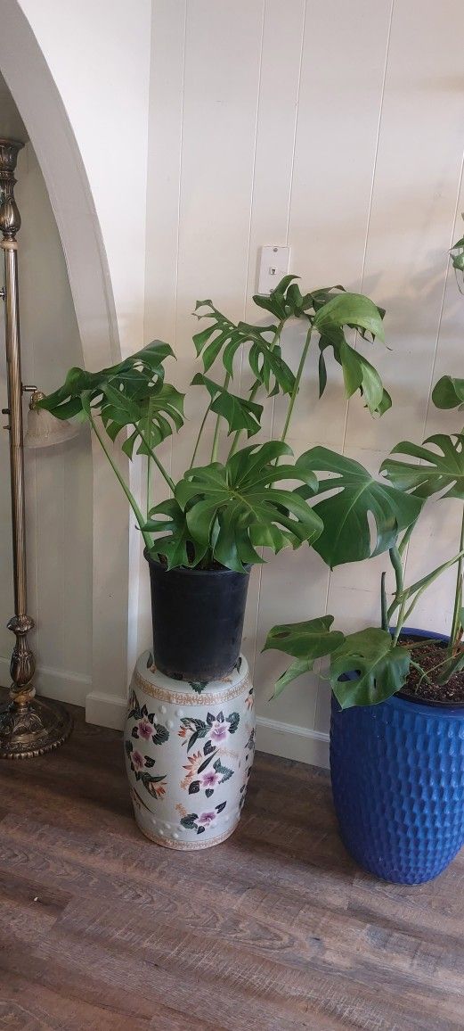 Monstera Plants