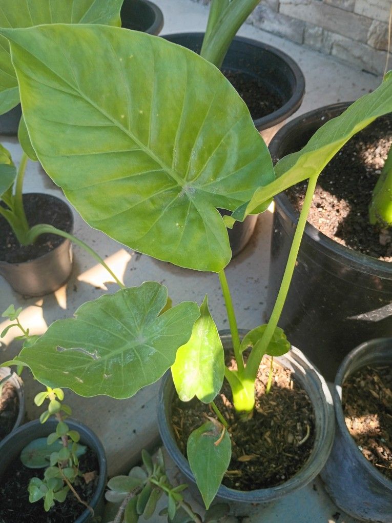 Baby Elephant Ears.