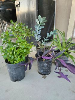 Plants