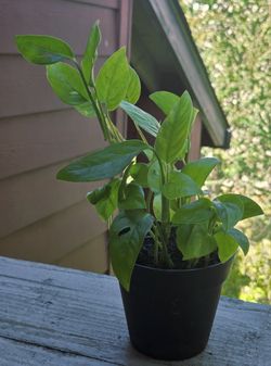 Monstera Swiss Cheese Plant 
