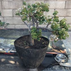 Elephant Jade