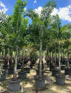 Fox Tail Palms & Christmas Palms🌴💫