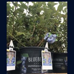 Emerald Blueberry Fully Grown Plant In 2 Gallon Pot