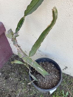 ► Dragonfruit NOT Free Best offer