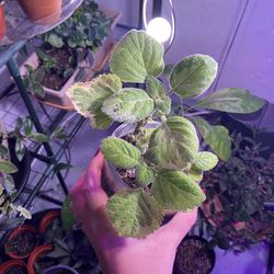 Plectranthus Green & Yellow