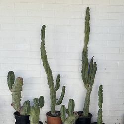 Tall Totem Pole Pachycereus Schottii Monstrous Cactus Cati Plants