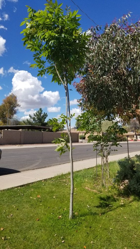 Ash trees( fresno) for Sale in Chandler, AZ OfferUp