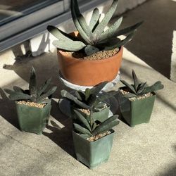 gasteria batesiana barberton  $10 Each Offset Only Mother Plant NFS   Cactus  Succulents Aloe Agave Euphorbia 