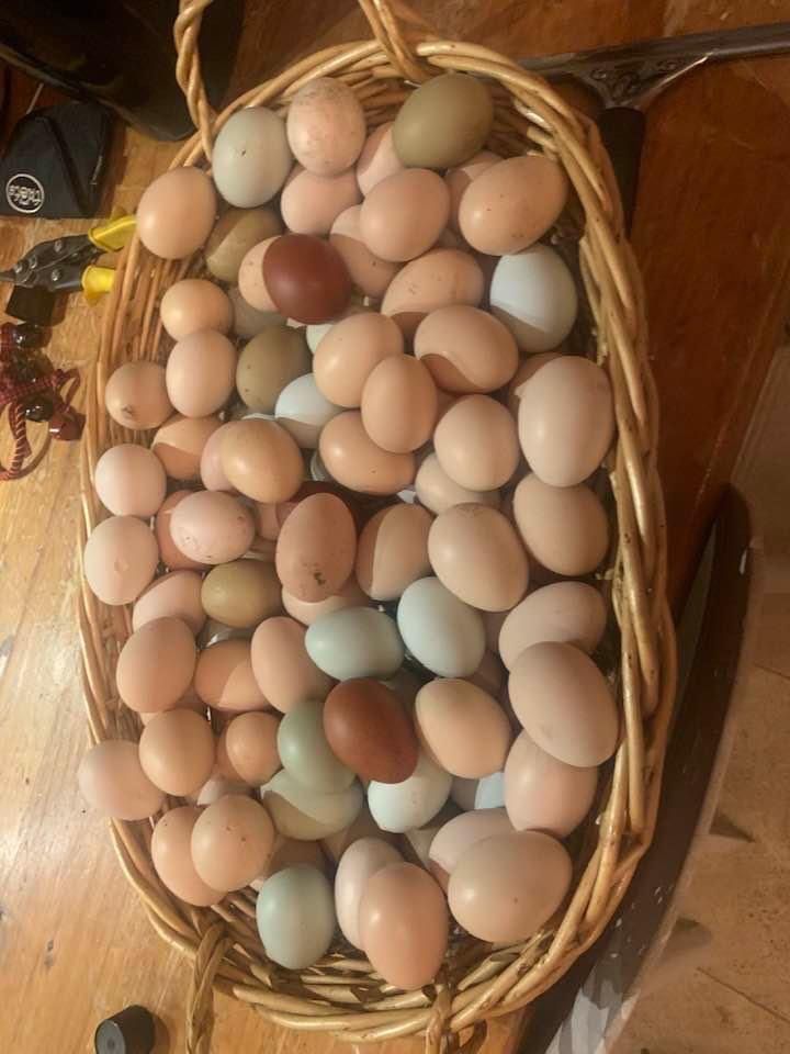 Fresh Farm Eggs
