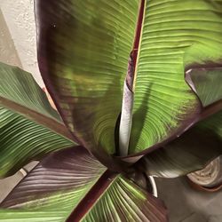 Red Banana Plant In White Pot