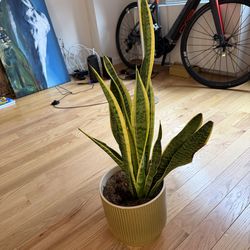 Healthy plant $50 kept alive 2 years. Pickup 320 e 9th St east village