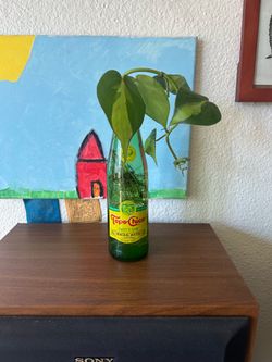 Heartleaf Philodendron Propagation