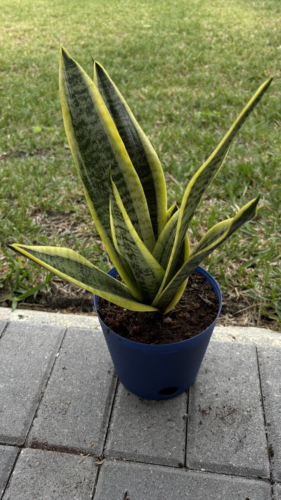 Snake Plant Sansevierias