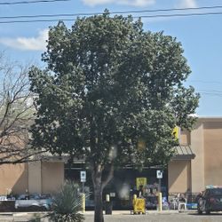 Bottle Tree EVERGREEN Shade Tree15g