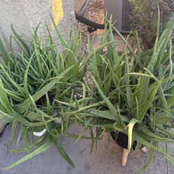Aloe Vera Pups