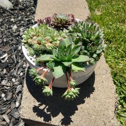 Succulent Arrangement Sample Work
