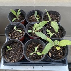 Artichoke Starts - Buy 3, Get 1 Free!