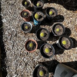 asking 3 Dollars for each plant