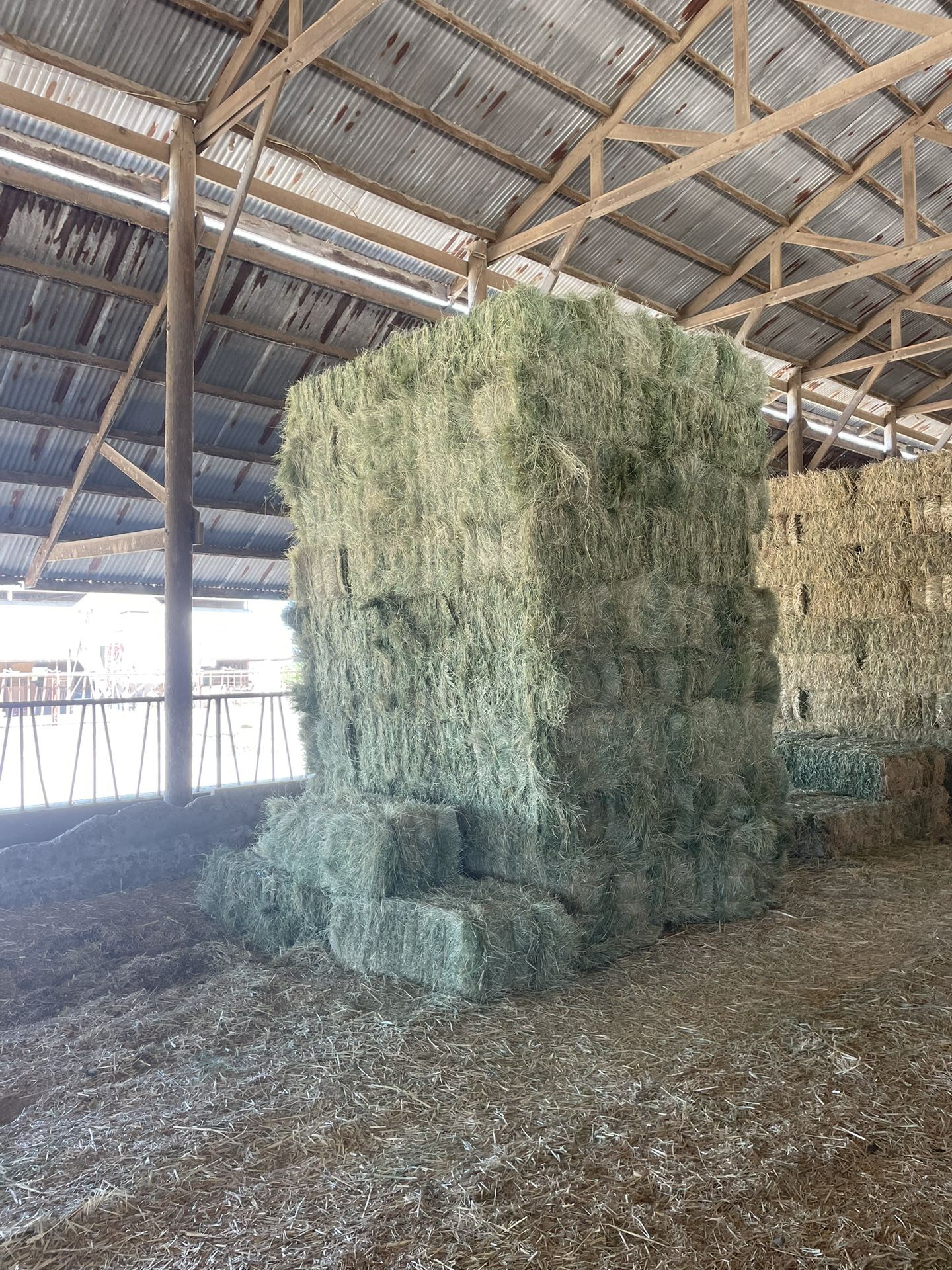 TEFF GRASS