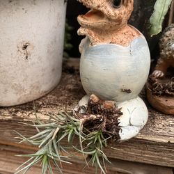 Air plant
