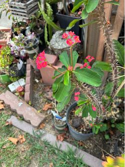 4 foot crown of thorns plant and STAPELIA plants