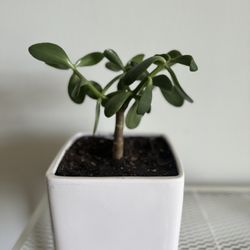 jade in white ceramic pot