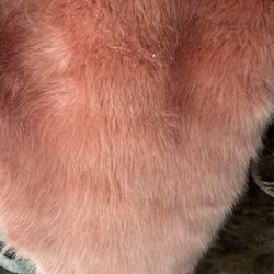Faux Fur Close Out Liquidation Sale. One Roll Only Tissavel  Salmon Coral Color 