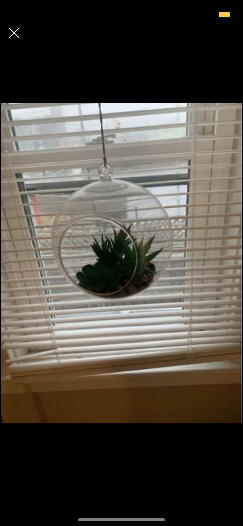 Hanging Succulent
