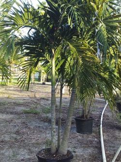 PRICE REDUCED! CHRISTMAS PALM IN 15 GALLONS 5' FEET TALL WITH MULTIPLE TRUNK FOR ONLY $50! ONLY A FEW LEFT