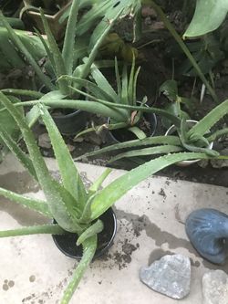Aloe vera