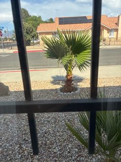 Palm Trees