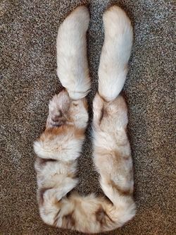 White Mink Fur Stole