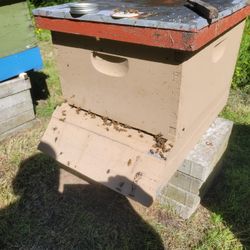 Hive