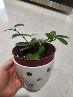 Hoya Mathilde Splash in a 4" pot