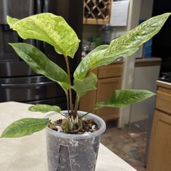 Anthurium Renaissance Variegated 