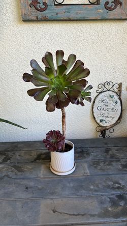 Saculent plans in a beautiful pots