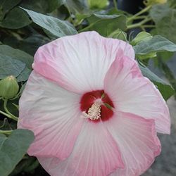 Hardy Perennial Hibiscus Starters