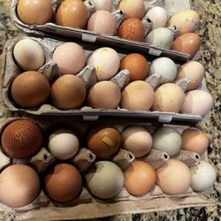 Organic Eggs
