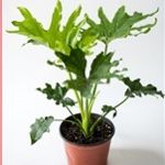 Philodendron bipinnatifidum