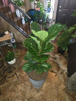 4ft 4in tall Fiddle Leaf Fig Plant In New 18in Pot