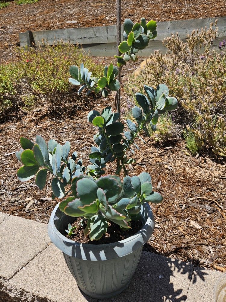 Plant