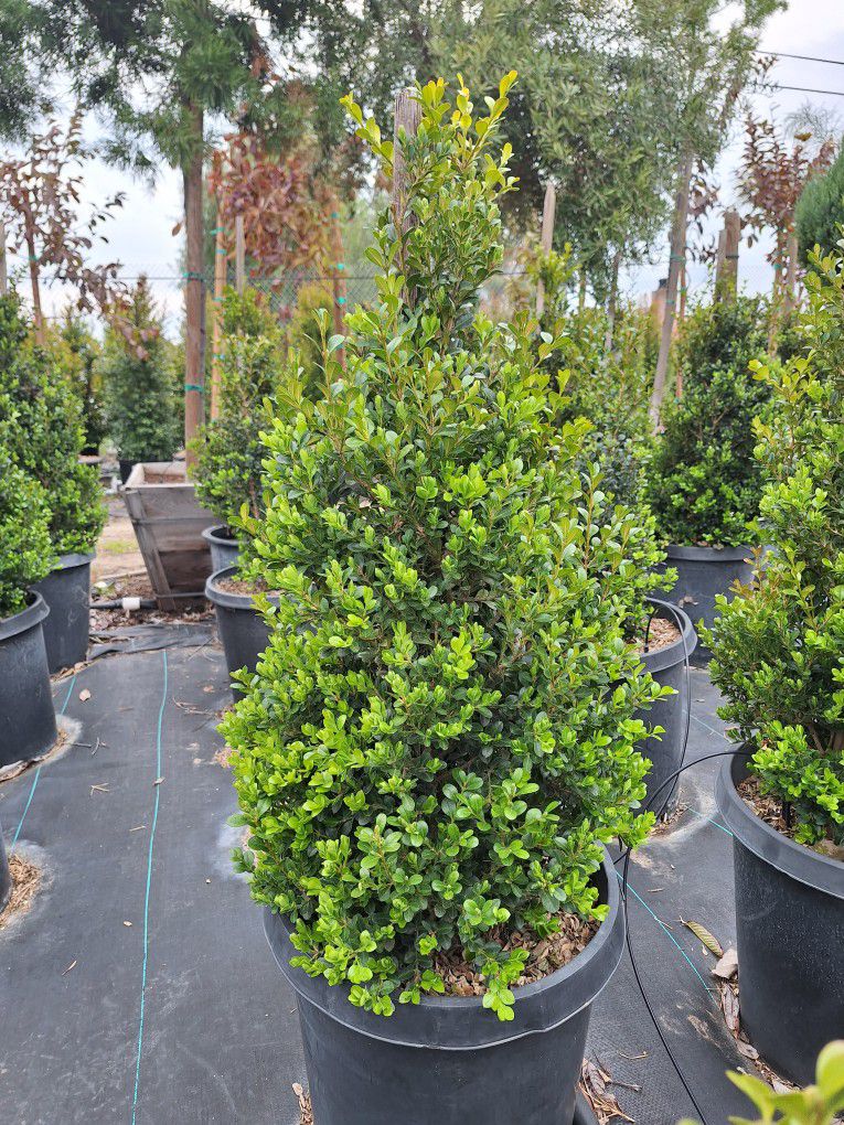 Topiary Boxwood Cones