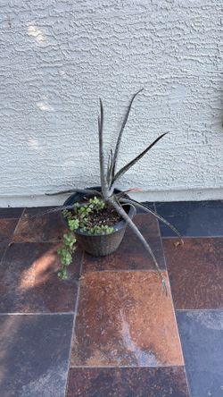 Plant